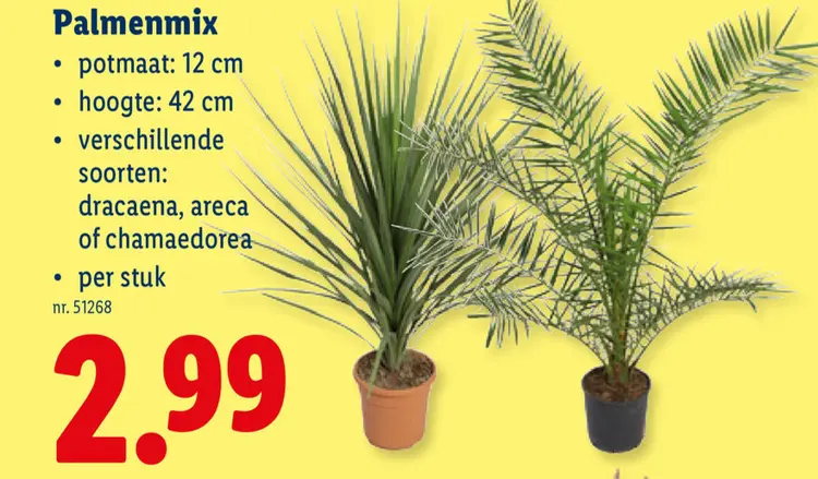 Promotie: Palmenmix