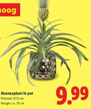 Aanbieding: Ananasplant in pot