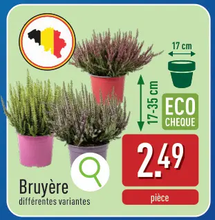 Offre: Bruyère