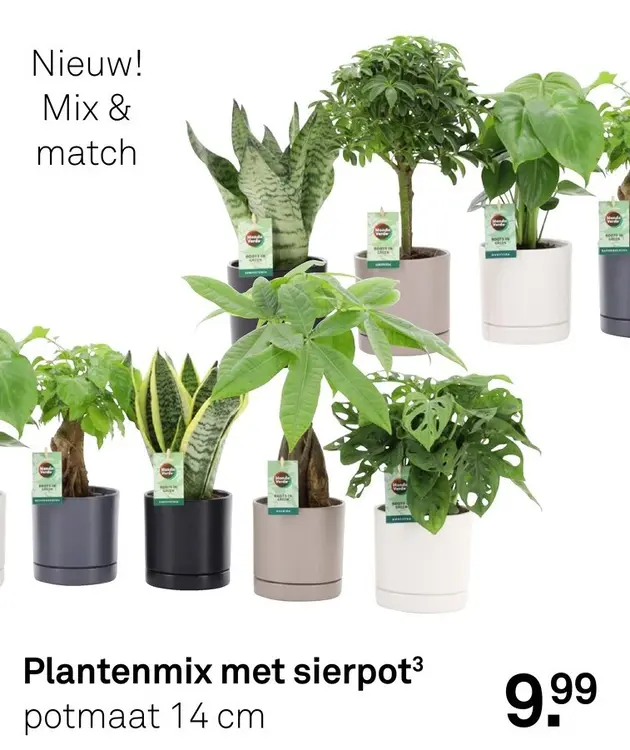 Aanbieding: Plantenmix met sierpot