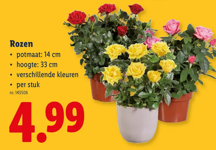 Promotie: Rozen