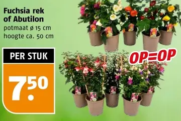 Aanbieding: Fuchsia rek of Abutilon