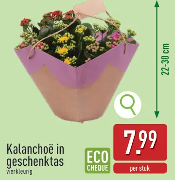 Promotie: Kalanchoë in geschenktas