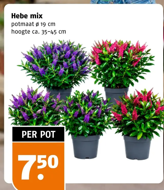Aanbieding: Hebe mix