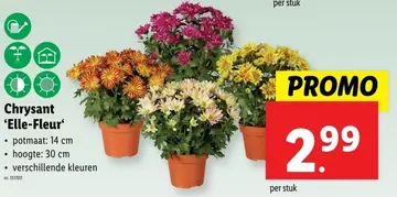 Aanbieding: Chrysant 'Elle-Fleur'