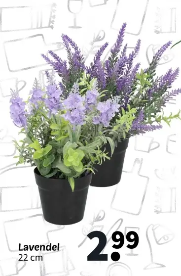 Promotie: Lavendel