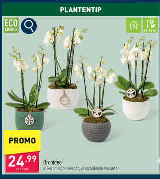 Aanbieding: Orchidee