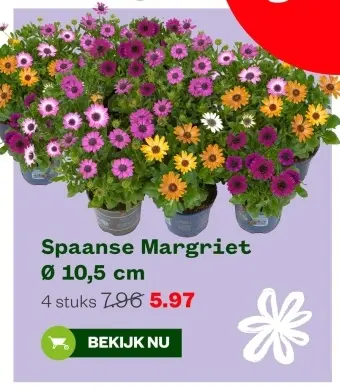 Aanbieding: Spaanse Margriet
