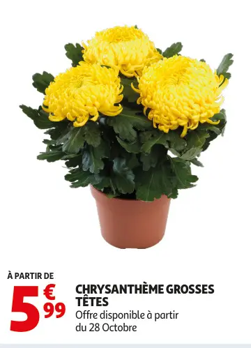 Aanbieding: Chrysanthème grosses têtes