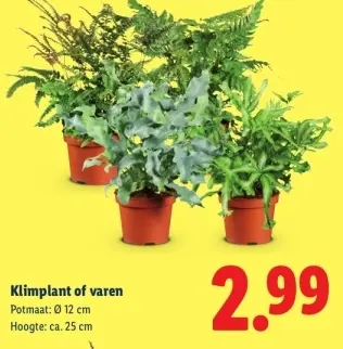 Aanbieding: Klimplant of varen