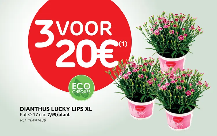 Promotie: Portulaca in hangpot (3 voor €20)