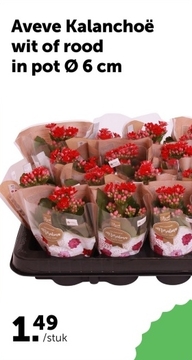 Aanbieding: Kalanchoë wit of rood in pot