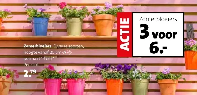 Aanbieding: Zomerbloeiers