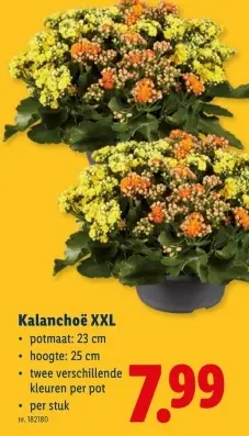 Promotie: Kalanchoë XXL