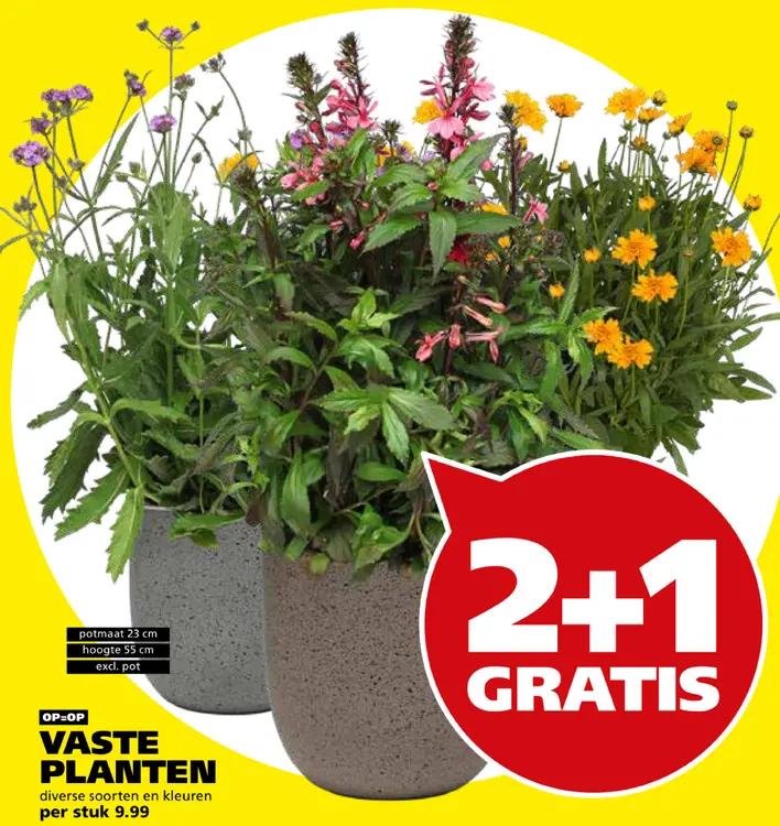Aanbieding: Vaste planten