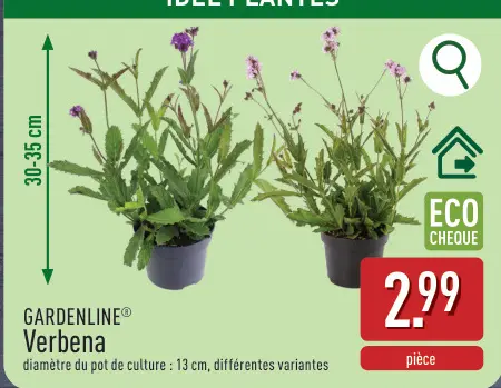 Offre: Verbena