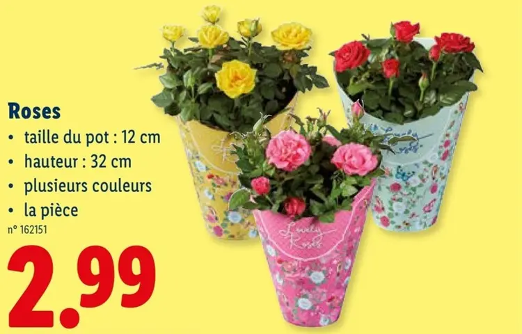 Offre: Roses
