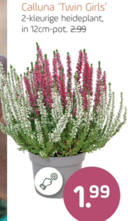 Aanbieding: Calluna Twin Girls