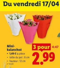 Offre: Mini-kalanchoé
