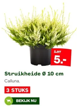 Aanbieding: Struikheide Ø 10 cm