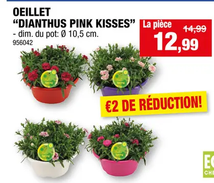 Offre: Oeillet "dianthus pink kisses"