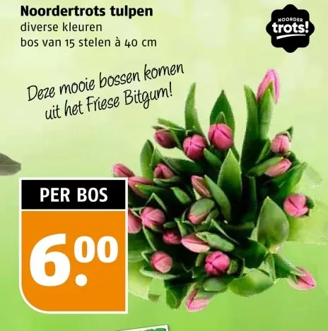 Aanbieding: Noordertrots tulpen