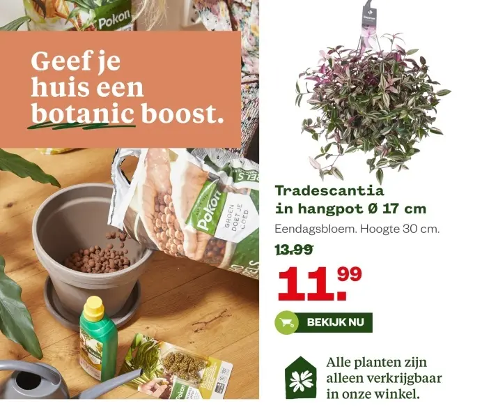 Aanbieding: Tradescantia in hangpot 17 cm