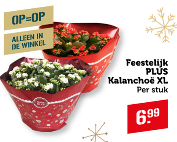 Aanbieding: Feestelijk PLUS Kalanchoë XL