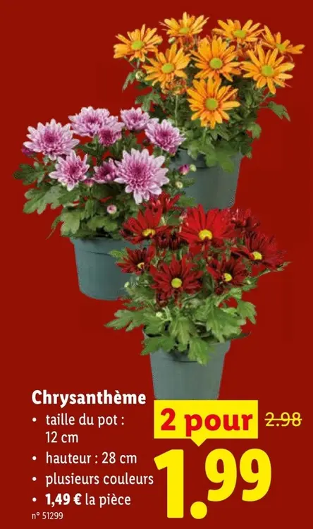 Offre: Chrysanthème