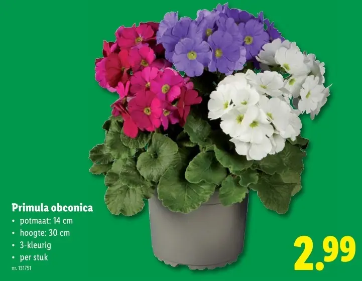 Promotie: Primula obconica