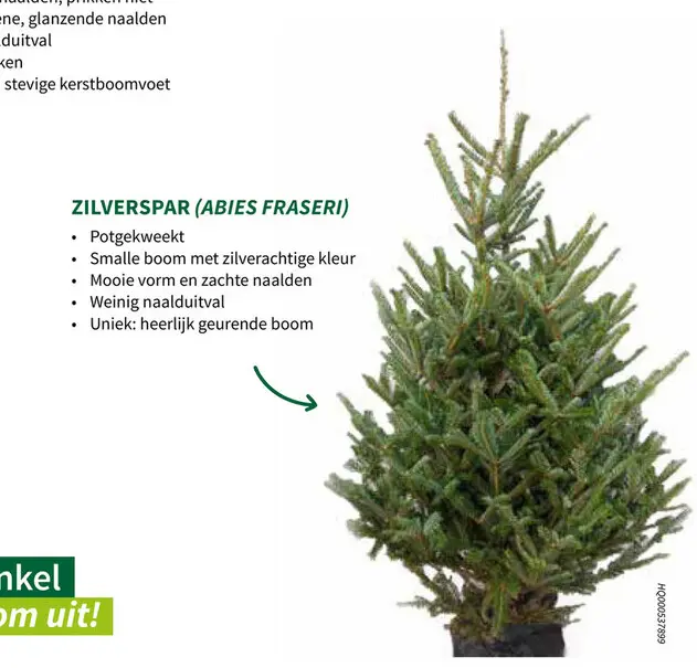 Promotie: Zilverspar (Abies Fraseri)
