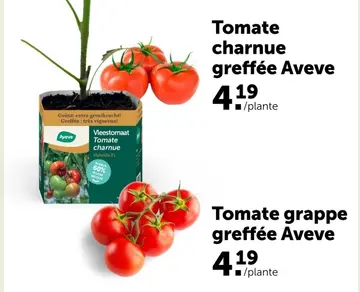 Offre: Tomate charnue greffée