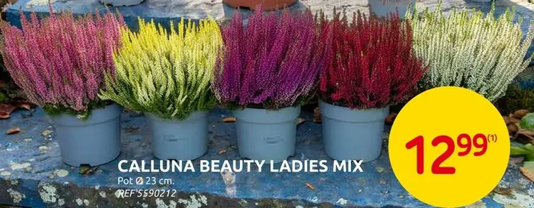 Promotie: Calluna Beauty Ladies Mix