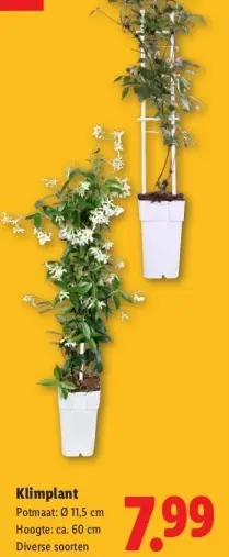 Aanbieding: Klimplant