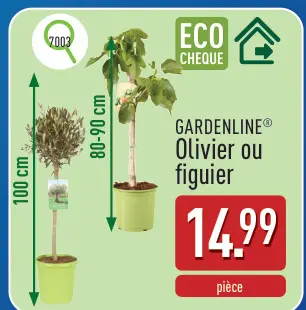 Offre: Olivier ou figuier