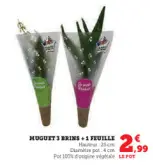 Aanbieding: MUGUET 3 BRINS + 1 FEUILLE
