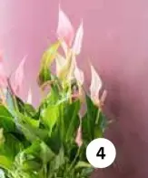 Aanbieding: Roze Anthurium - Flamingoplant