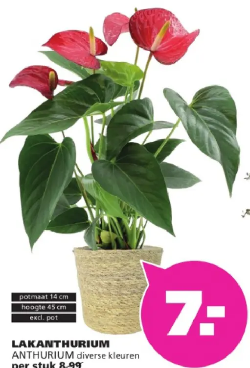Aanbieding: Lakanthurium anthurium