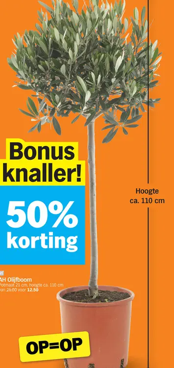 Promotie: Olijfboom