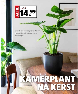 Aanbieding: Olifantsoor (Alocasia gag. 'California')