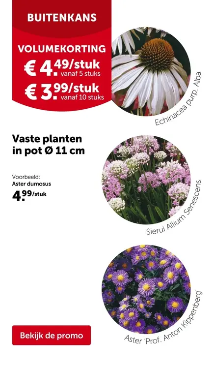 Promotie: Vaste planten in pot