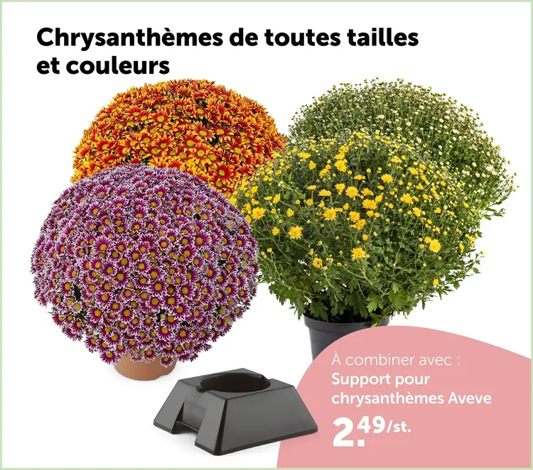 Offre: Crysanthèmes de toutes tailles et couleurs