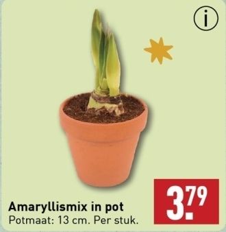 Aanbieding: Amaryllismix in pot