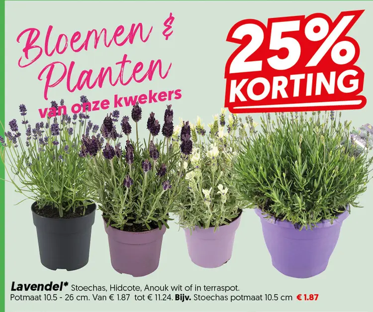 Lavendel
