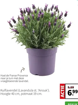 Aanbieding: Kuiflavendel (Lavandula st. ‘Anouk')