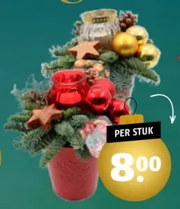Aanbieding: Kalanchoë met kerstster