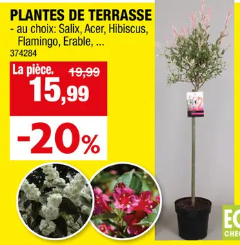 Offre: Plantes de terrasse