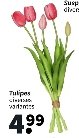 Offre: Tulipes