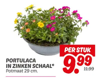 Aanbieding: Portulaca in zinken schaal*