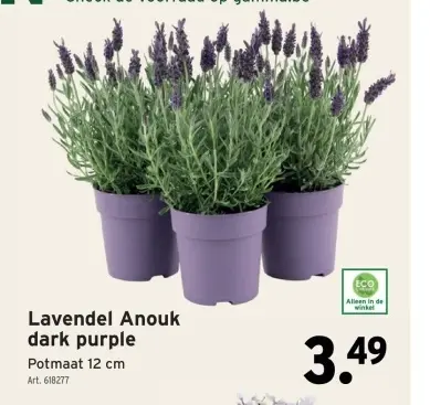 Promotie: Lavendel Anouk dark purple